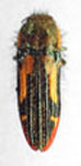 Lasionota (Nelsonozodes) rufocaudalis