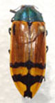  Conognatha (Pithiscus) carlosvidali