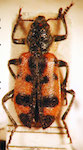  Calendyma multiguttata v. semijuncta