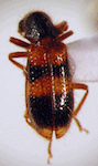  Exochonotus aff bimaculatus