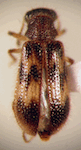  Exochonotus varipennis