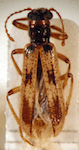  Neogyponyx punctipennis