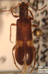  Notocymatodera variabilis