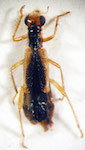  Phyllobaenus sp. 1
