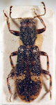  Riotenerus fossipenne