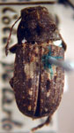 Piezocorynus plagifer