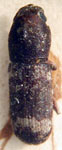 Eugonus subcylindricus