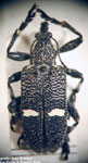  Dicordylus balteatus
