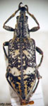  Dicordylus marmoratus