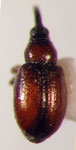 Mythapion trifolianum
