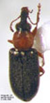  Rhynchitomacerinus kuscheli
