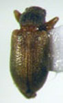  Rhynchitomacer flavus