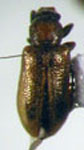  Rhynchitomacer luridus