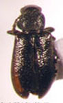  Rhynchitomacer nigritus