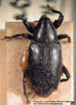  Anopsilus melanarius