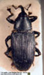 Anopsilus striatipennis
