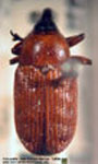  Baptobaris carnifex argentinensis