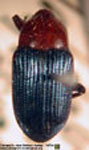  Baptobaris ruficollis rufirostris