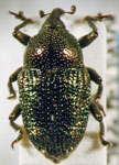  Baptobaris sp. 6