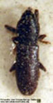  Camopsis bosqi