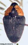  Centrinus argentinensis
