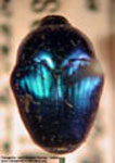  Eurhin argentinensis