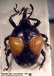  Garnia stegotopsides