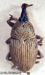  Geraeus pauperatus