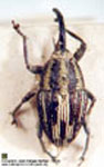  Geraeus sp. G