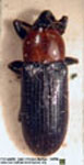  Lichnus rubricollis