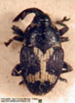  Linogeraeus x-albus