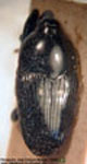 Linomadarus discalis