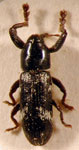  Lipancylus jacobi