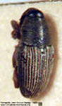  Nicentrus egens