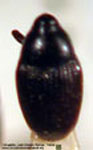  Ovanius niger