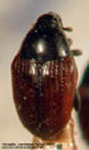  Ovanius picipennis