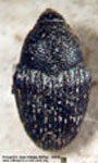  Pseudocentrinus cfr sparsus