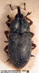  Pseudotorcus rufipes