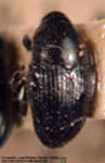  Stethobaropsis titara