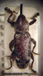  Strongylotes squamans