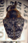  Telemus carinosus