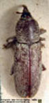  Torcus nigrinus