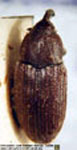  Weiseriella subrectirostris