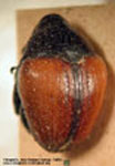  Xystus sp. B