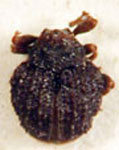  Hypocoeliodes quadrituberculatus