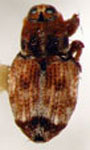 Copturus aguacatae