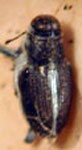  Eulechriops sp. E