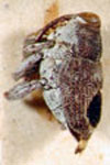 Lechriops sp. 1