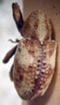  Coelosternus sp. 1