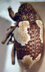  Coelosternus sp. 2
